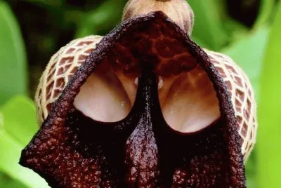 darth flower power