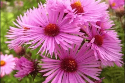 aster