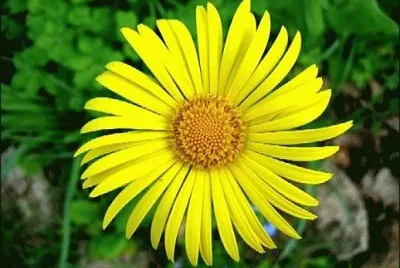 aster