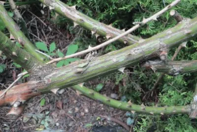 rose thorns