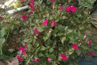 ALEGRIAS