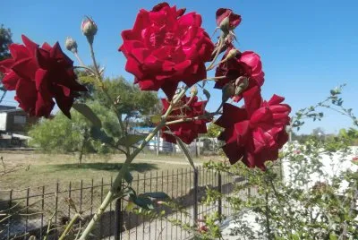 ROSAS