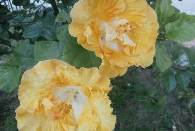 HIBISCO