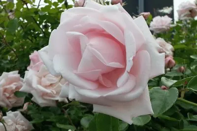 rosa New Dawn jigsaw puzzle