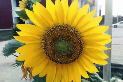 Girasol jigsaw puzzle