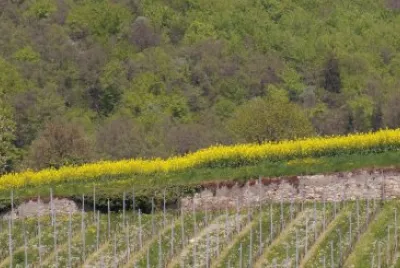 vignes et colza