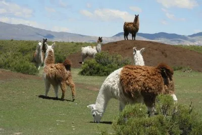 En la Provincia de Jujuy. Argentina