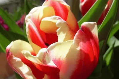 Tulipan jigsaw puzzle
