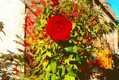 JARDIN jigsaw puzzle