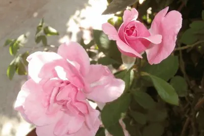ROSAS jigsaw puzzle
