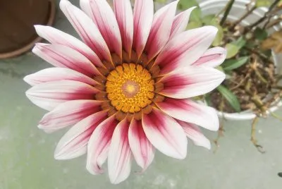 GAZANIA jigsaw puzzle