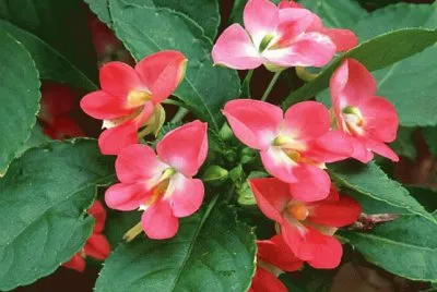 impatiens jigsaw puzzle