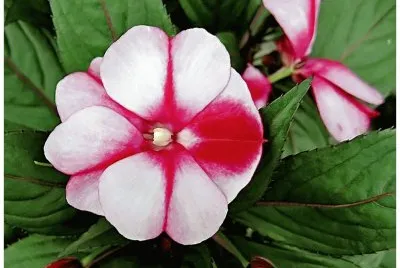 impatiens jigsaw puzzle