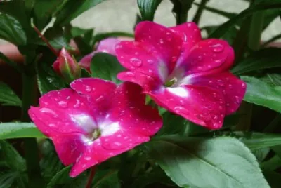 impatiens jigsaw puzzle