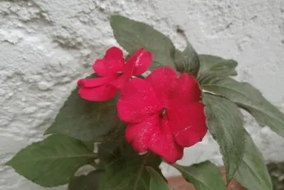 MIS FLORES