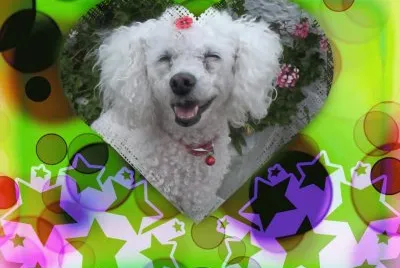 פאזל של MASCOTA
