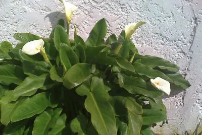 PLANTAS jigsaw puzzle