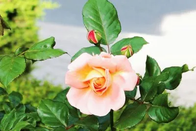 la rosa