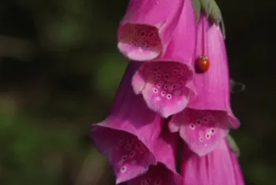 digitale jigsaw puzzle