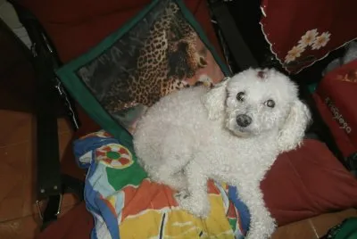 MASCOTA DAISY