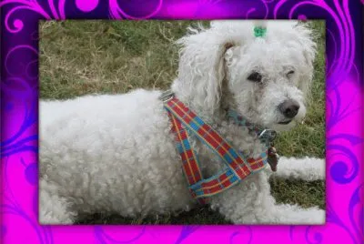 פאזל של MASCOTA