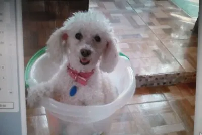 MI MASCOTA