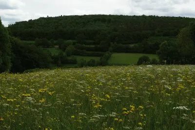 Prairie de fauche(Theux-East Belgium)