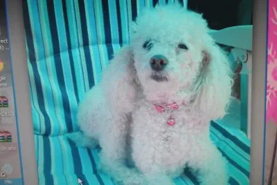 פאזל של MI MASCOTA