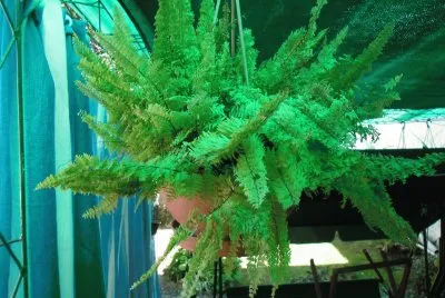 פאזל של MI HELECHO