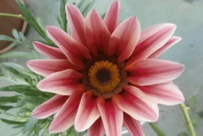 פאזל של GAZANIA