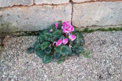 fiori