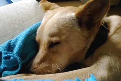 sonno