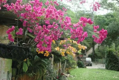 flores