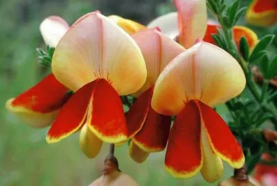 flor jigsaw puzzle