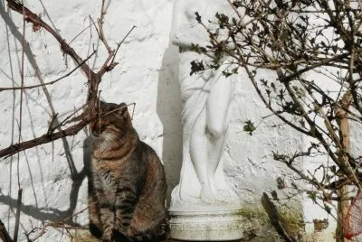HAPPY CAT PLUM ' (Belgium) jigsaw puzzle