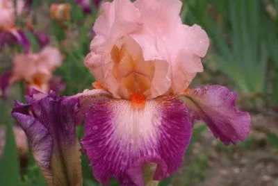 iris