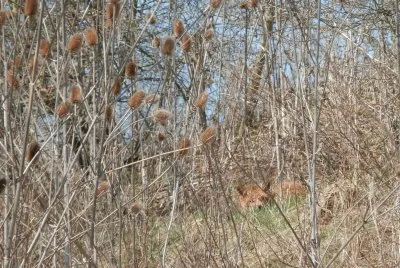 Sleeping fox (East Belgium)