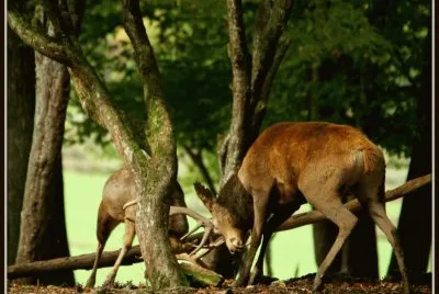 Combat de mÃ¢les (East Belgium)
