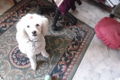 פאזל של MI MASCOTA