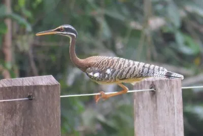 Pavãozinho do Pará