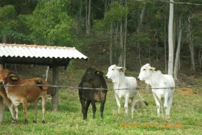 Novilhas