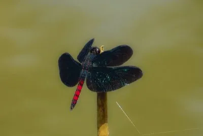 Libélula
