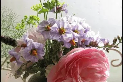 rosa e patate