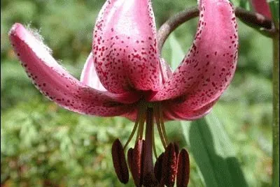 lys martagon
