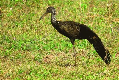 Carão