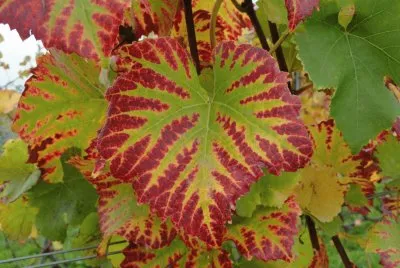 פאזל של feuille de vigne
