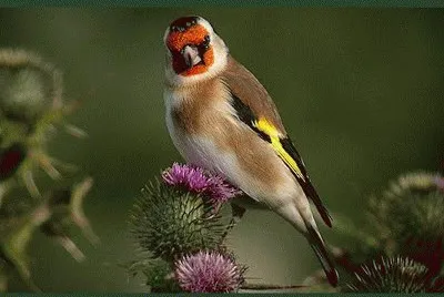 libertad