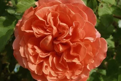 Generosa de Guillot
