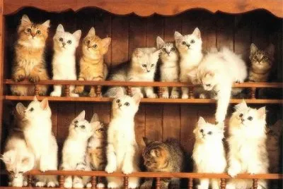 gatitos