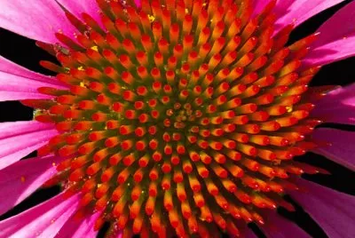 Pink Flower